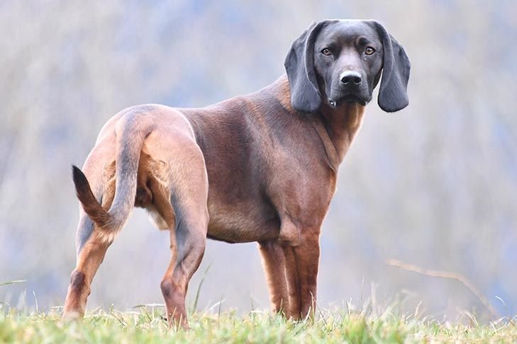 Bavarian Mountain Bloodhound
